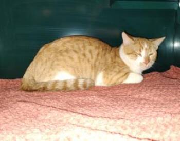 Domestic Short Hair Cats Available for Adoption - Brett | PetCurious