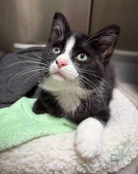 Domino -  Domestic Short Hair Cat for Adoption in Challis, Idaho - Domino | PetCurious