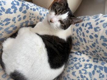 Rescue Domestic Short Hair Cats for Adoption in Warwick, New York - Pierogi | PetCurious