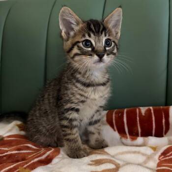 Baba Ghanoush -  Domestic Short Hair Cat for Adoption in Westminster, California - Baba Ghanoush | PetCurious
