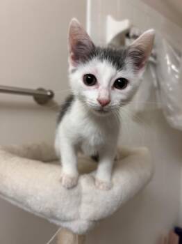 Charlotte -  Domestic Short Hair Cat for Adoption in Murfreesboro, Tennessee - Charlotte | PetCurious