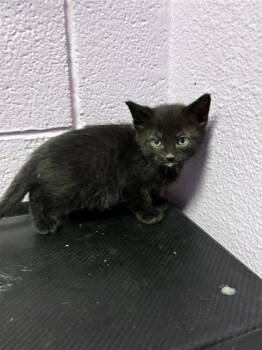 Domestic Medium Hair Cats Available for Adoption - Stego | PetCurious