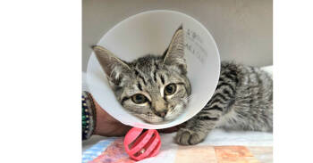 Rescue Domestic Short Hair Cats for Adoption in Salmon, Idaho - Bumble | PetCurious