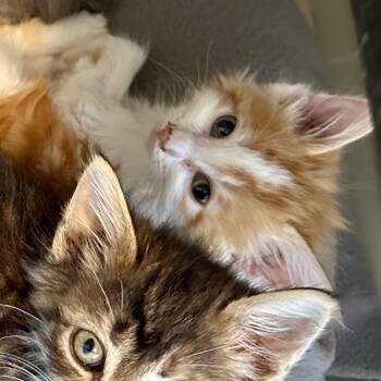 San Juan -  Domestic Long Hair Cat for Adoption in Durango, Colorado - San Juan | PetCurious