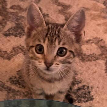 Cuddles -  Domestic Short Hair Cat for Adoption in Webster, Texas - Cuddles | PetCurious