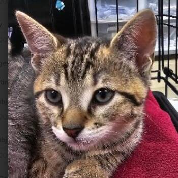 Buttercup -  Domestic Short Hair Cat for Adoption in Starkville, Mississippi - Buttercup | PetCurious