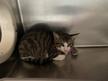 SILK -  Domestic Short Hair Cat for Adoption in Sugar Land, Texas - SILK | PetCurious