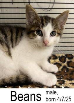 Rescue Domestic Short Hair Cats for Adoption in Ocean Isle Beach, North Carolina - Beans | PetCurious