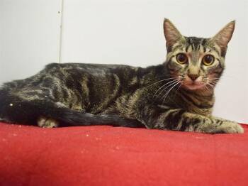 DESTINY -  Domestic Short Hair Cat for Adoption in Sacramento, California - DESTINY | PetCurious
