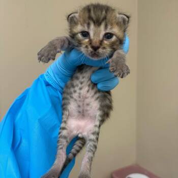 Cadmus -  Domestic Short Hair Cat for Adoption in Birmingham, Alabama - Cadmus | PetCurious