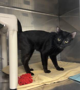 Domestic Short Hair and Bombay Cats Available for Adoption in Montville, New Jersey - Mahogany | PetCurious