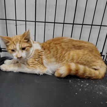 Lassen -  Domestic Medium Hair Cat for Adoption in Coos Bay, Oregon - Lassen | PetCurious