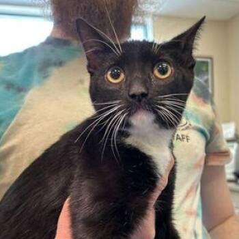 Domestic Short Hair Cats Available for Adoption - Minie | PetCurious