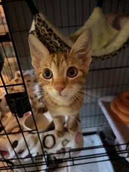 Kermit -  Domestic Short Hair Cat for Adoption in St. Cloud, Florida - Kermit | PetCurious