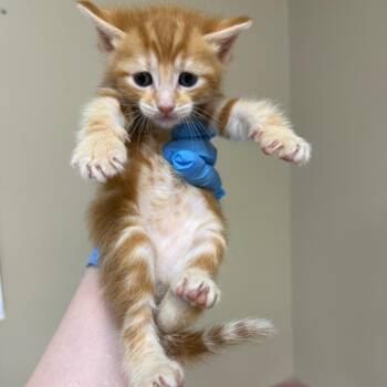 Domestic Short Hair Cats Available for Adoption in Birmingham, Alabama - Brian | PetCurious
