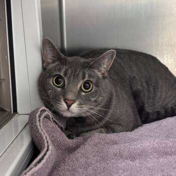 Domestic Short Hair Cats Available for Adoption in Goleta, California - Saria | PetCurious
