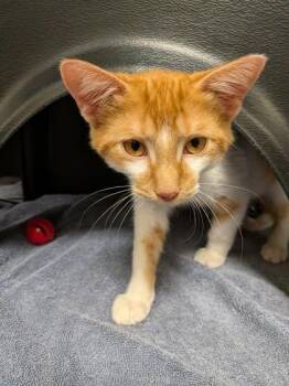 Alastor -  Domestic Short Hair Cat for Adoption in Fishers, Indiana - Alastor | PetCurious