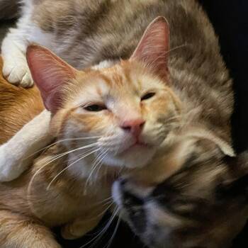 Tater Tot -  Domestic Short Hair Cat for Adoption in Los Angeles, California - Tater Tot | PetCurious