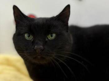 Domestic Short Hair Cats Available for Adoption - Mindy | PetCurious