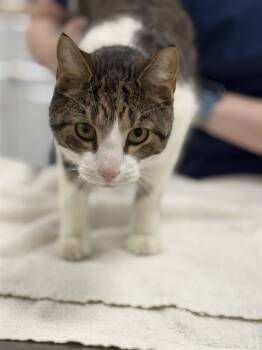 Rescue Domestic Short Hair Cats for Adoption - CASSIAN | PetCurious