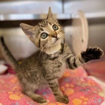 Mulberry -  Domestic Short Hair Cat for Adoption in Richmond, Virginia - Mulberry | PetCurious