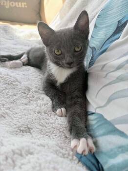 Coral -  Domestic Short Hair Cat for Adoption in Winnipeg, Manitoba - Coral | PetCurious