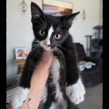 Reagan -  Domestic Medium Hair Cat for Adoption in Midland, Texas - Reagan | PetCurious