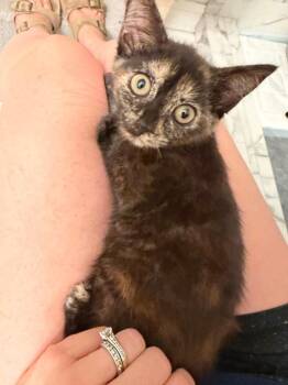 Tinker -  Domestic Short Hair Cat for Adoption in Leonardtown, Maryland - Tinker | PetCurious