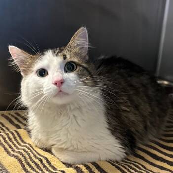 Rubik -  Domestic Medium Hair Cat for Adoption in Bristol, Indiana - Rubik | PetCurious