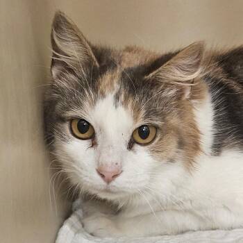 Domestic Medium Hair Cats Available for Adoption - Angela | PetCurious