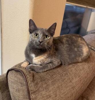 Luna A -  Domestic Short Hair Cat for Adoption in Rosenberg, Texas - Luna A | PetCurious