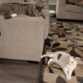 Domestic Short Hair Cats Available for Adoption in Des Moines, Iowa - Hypnose | PetCurious
