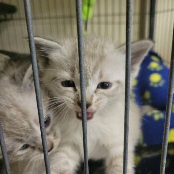 Toaster Pastry -  Domestic Short Hair Cat for Adoption in Belfair, Washington - Toaster Pastry | PetCurious