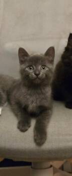 Hector -  Domestic Short Hair Cat for Adoption in Montreal, Quebec - Hector | PetCurious