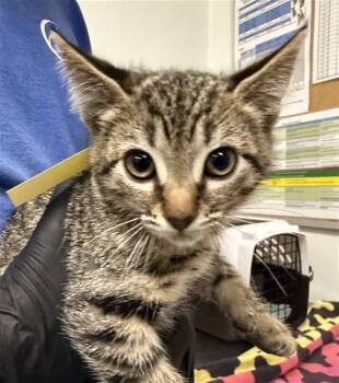 A882617 -  Domestic Short Hair Cat for Adoption in Camarillo, California - A882617 | PetCurious