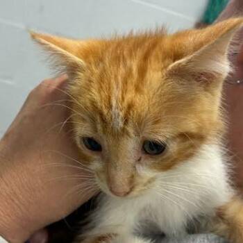 Bear -  Domestic Short Hair Cat for Adoption in Jeffersonville, Indiana - Bear | PetCurious
