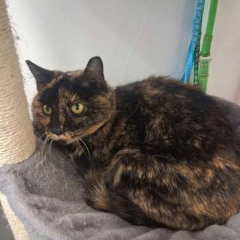 Tori -  Domestic Medium Hair Cat for Adoption in Roosevelt, Utah - Tori | PetCurious
