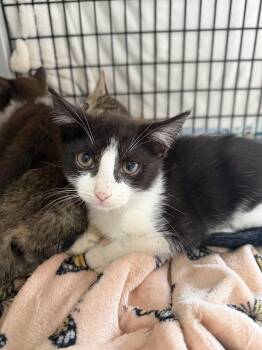 Snapple (available for pre-adoption) -  Domestic Short Hair Cat for Adoption in Camden, South Carolina - Snapple (available For Pre-adoption) | PetCurious