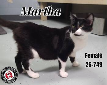 Martha -  Domestic Short Hair Cat for Adoption in Georgetown, Kentucky - Martha | PetCurious