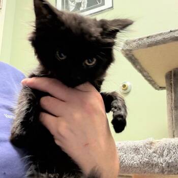 Anya -  Domestic Long Hair Cat for Adoption in Middlebury, Vermont - Anya | PetCurious