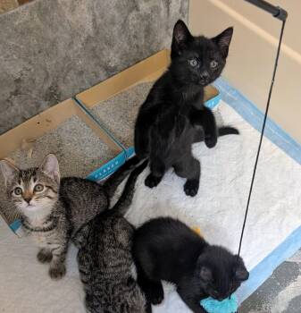 Domestic Short Hair Cats Available for Adoption in Louisa, Virginia - Tabs | PetCurious