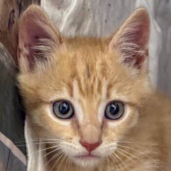 Quail -  Domestic Short Hair Cat for Adoption in Kennebunk, Maine - Quail | PetCurious