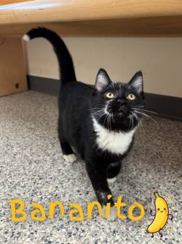 Domestic Short Hair Cats Available for Adoption in Nevada, Iowa - Bananito | PetCurious