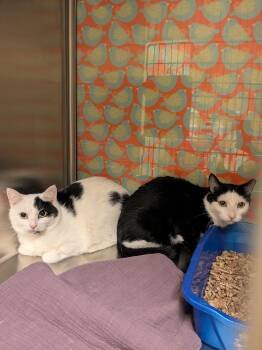 Rescue Domestic Short Hair Cats for Adoption in Worcester, Massachusetts - Mommy Kitty & Sister | PetCurious