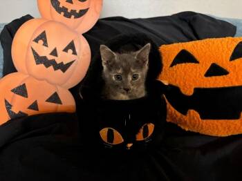 Velma Bristol Jo -  Domestic Short Hair Cat for Adoption in West Peoria, Illinois - Velma Bristol Jo | PetCurious