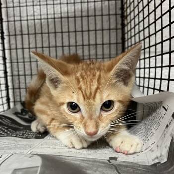 Pauly D -  Domestic Short Hair Cat Available for Adoption in Edinburg, Texas - Pauly D | PetCurious