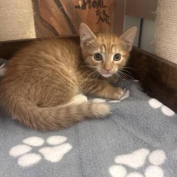 Chucky -  Domestic Short Hair Cat for Adoption in Walnut Creek, California - Chucky | PetCurious