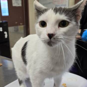 Domestic Short Hair Cats Available for Adoption in San Antonio, Texas - Pearl | PetCurious