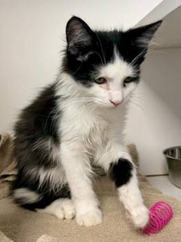 Flan -  Domestic Short Hair Cat for Adoption in Fairfax, Virginia - Flan | PetCurious