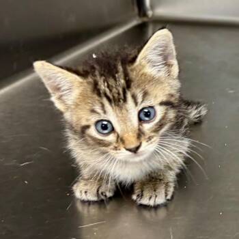 Cash On The Barrel Head -  Domestic Short Hair Cat for Adoption in Boerne, Texas - Cash On The Barrel Head | PetCurious